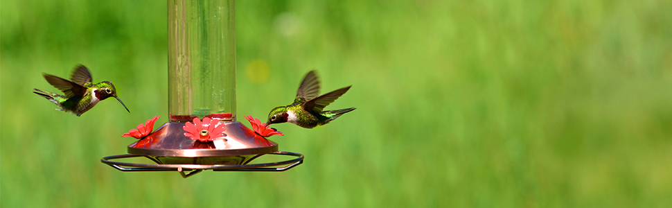 Comedero de colibrí