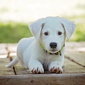 Juguete para perros, juguete para perros pequeños, juguete para masticadores agresivos, perro, juguete para togs, juguete flotante para perros