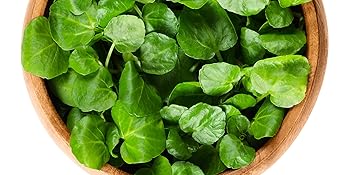 semillas de berros para plantar cohetes de agua, rábano de agua y mostaza de seto