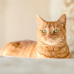 Caja de arena para gatos automática, autolimpiante, cristal seguro para mascotas