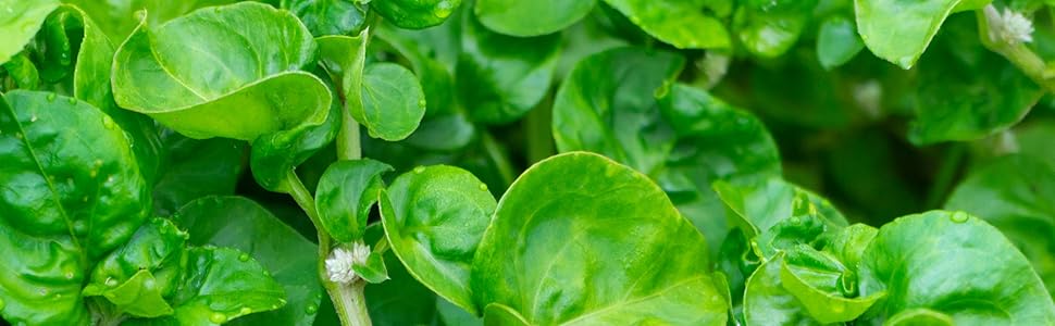 semillas de zacate de berro para plantar