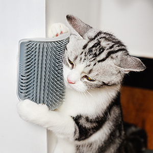 AYUDA DE AUTOMATIZACIÓN PARA GATOS 