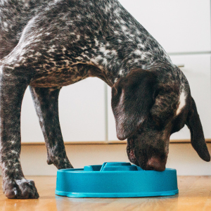 Un perro olfata y busca comida en su cuenco Outward Hound Fun Feeder Slo.