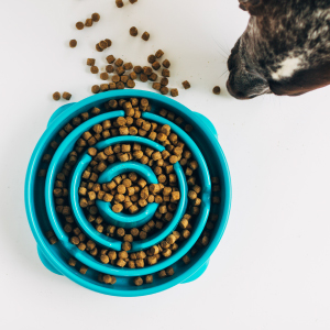Un perro olfata y busca comida en su cuenco Outward Hound Fun Feeder Slo.